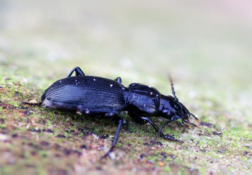 Pterostichus madidus