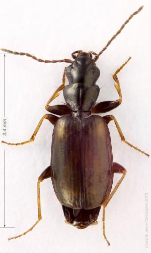 Réf. 55 333 : Syntomus obscuroguttatus