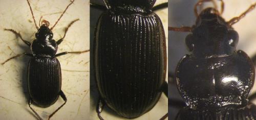 Nebria brevicollis