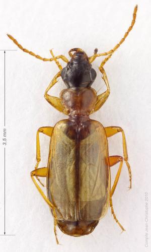 Philorhizus melanocephalus