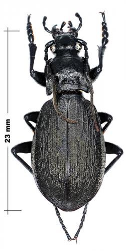 Carabus kurilensis