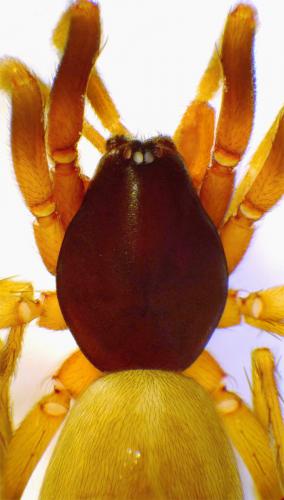 Harpactea hombergi