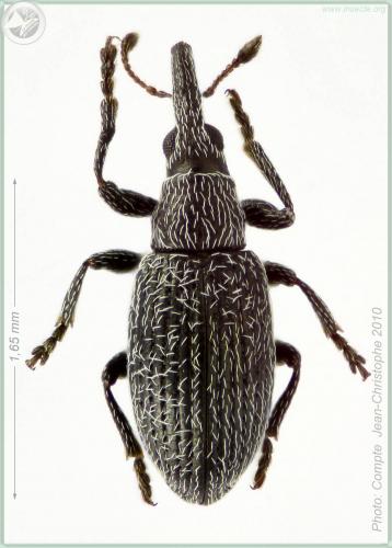 Réf. 55 700 : Catapion seniculus