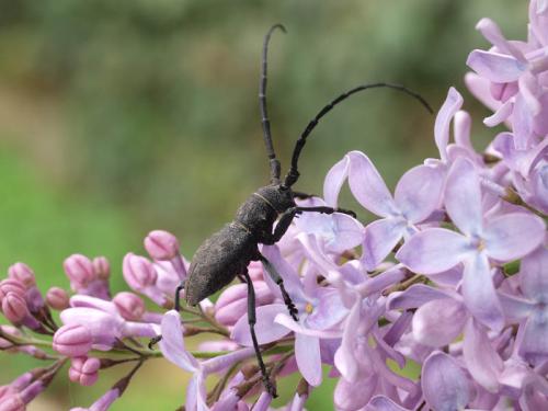 Morimus asper