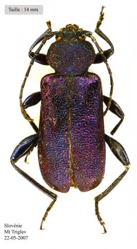 Réf. 55 869 : Callidium violaceum