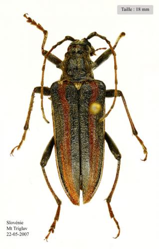 Oxymirus cursor