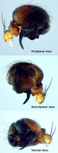 Cercidia prominens
