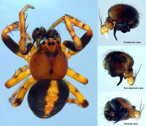 Réf. 55 981 : Cercidia prominens