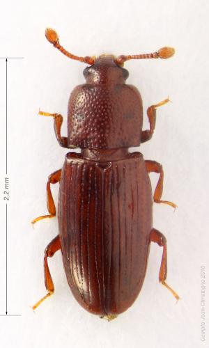 Réf. 55 364 : Cerylon sp.