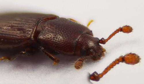 Cerylon sp.