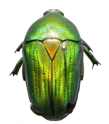 Euchloropus laetus