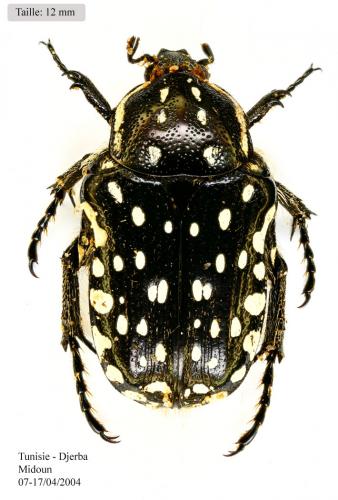 Réf. 55 976 : Oxythyrea pantherina