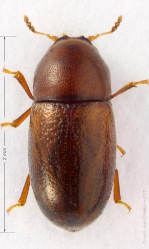 Cis jacquemartii