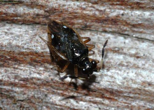 Chartoscirta cocksii
