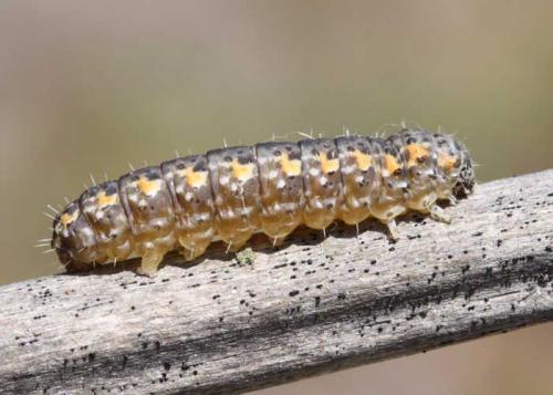 Bryophila raptricula