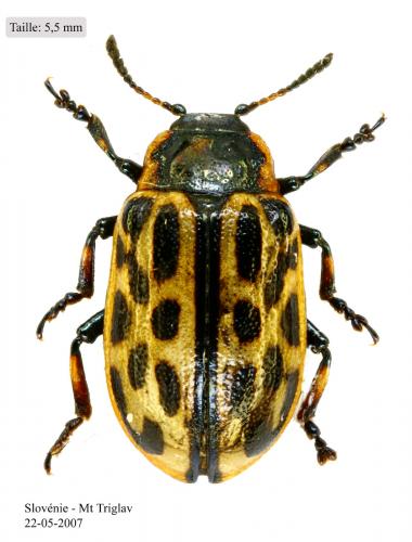 Chrysomela vigintipunctata