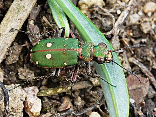 Cicindela campestris