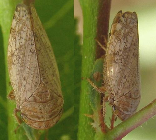 Selenocephalus obsoletus