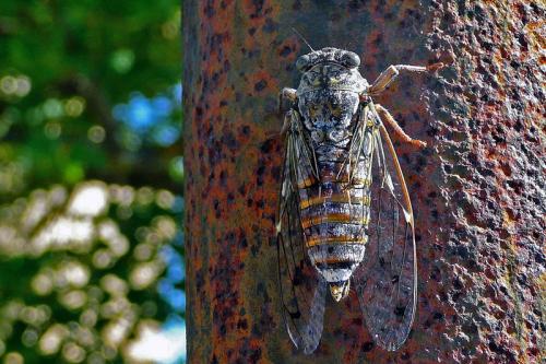 Réf. 55 611 : Cicada orni