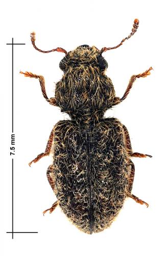 Korynetinae