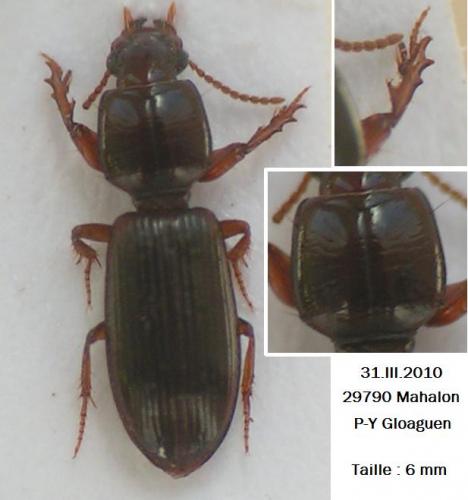 Réf. 55 546 : Clivina fossor