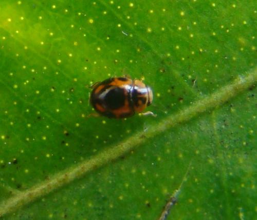 Hyperaspis onerata