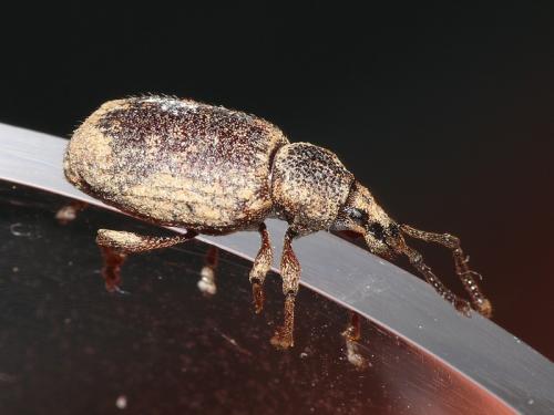 Otiorhynchus sp.