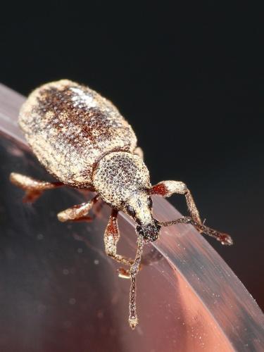Otiorhynchus sp.
