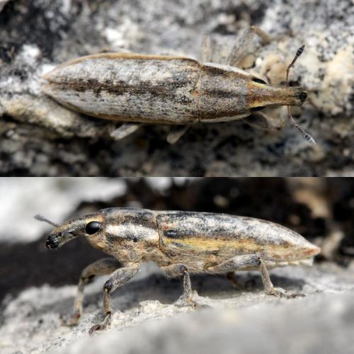 Lixus trivittatus