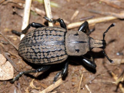 Réf. 55 956 : Anisorhynchus scabrosus