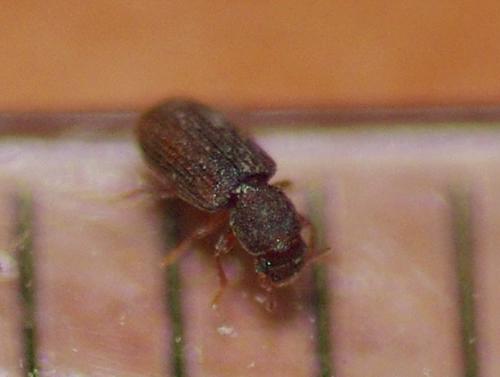 Réf. 55 162 : Berginus tamarisci