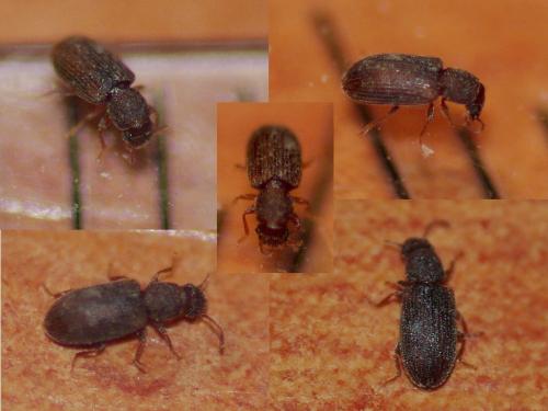 Réf. 55 166 : Berginus tamarisci