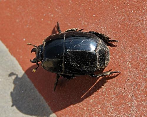 Hister quadrimaculatus