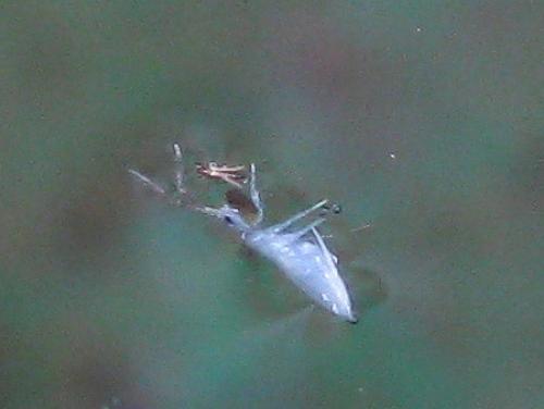 Entomobrya sp.