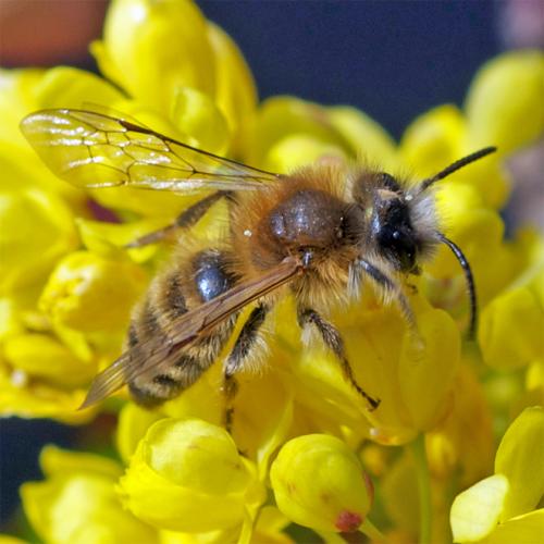 Andrena sp.