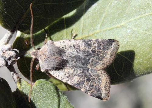 Conistra sp.