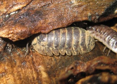 Armadillidium vulgare