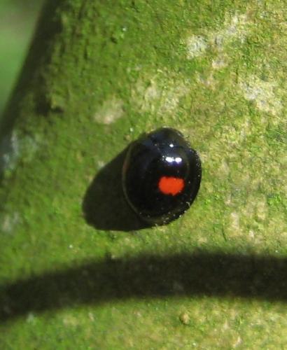 Réf. 55 576 : Chilocorus renipustulatus