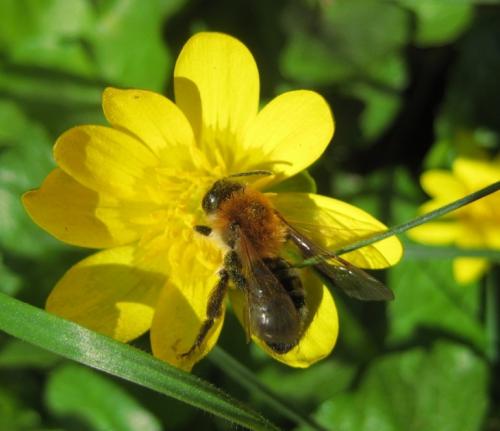 Andrena nitida
