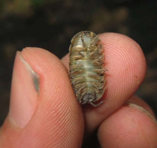 Armadillidium vulgare