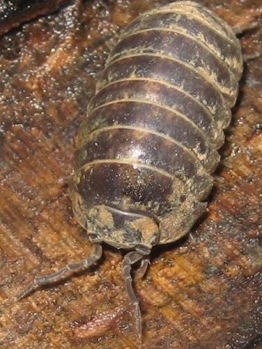 Armadillidium vulgare