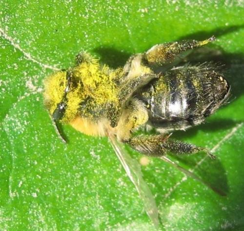 Andrena nitida