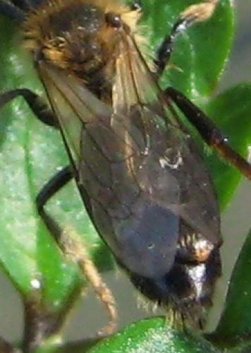 Andrena gravida