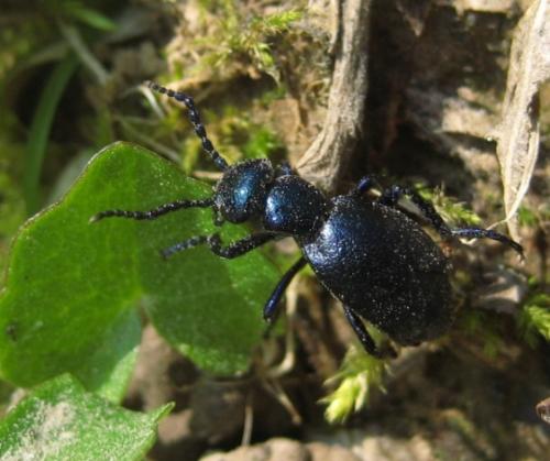 Meloe violaceus