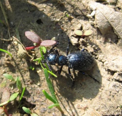 Meloe violaceus