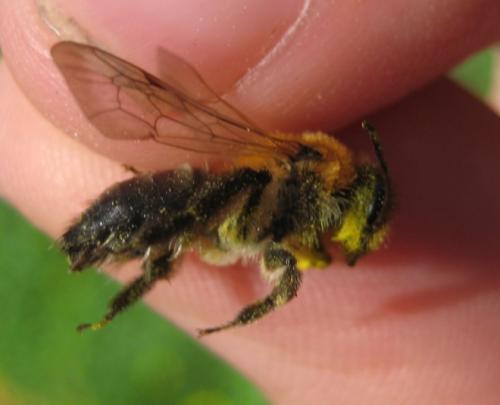 Réf. 55 791 : Andrena nitida