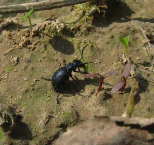 Meloe violaceus