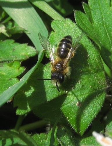 Andrena gravida
