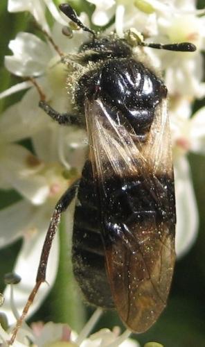 Abia fasciata