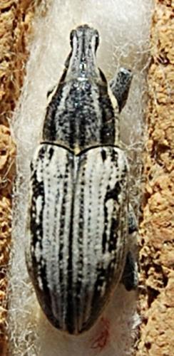 Réf. 55 912 : Mecaspis alternans